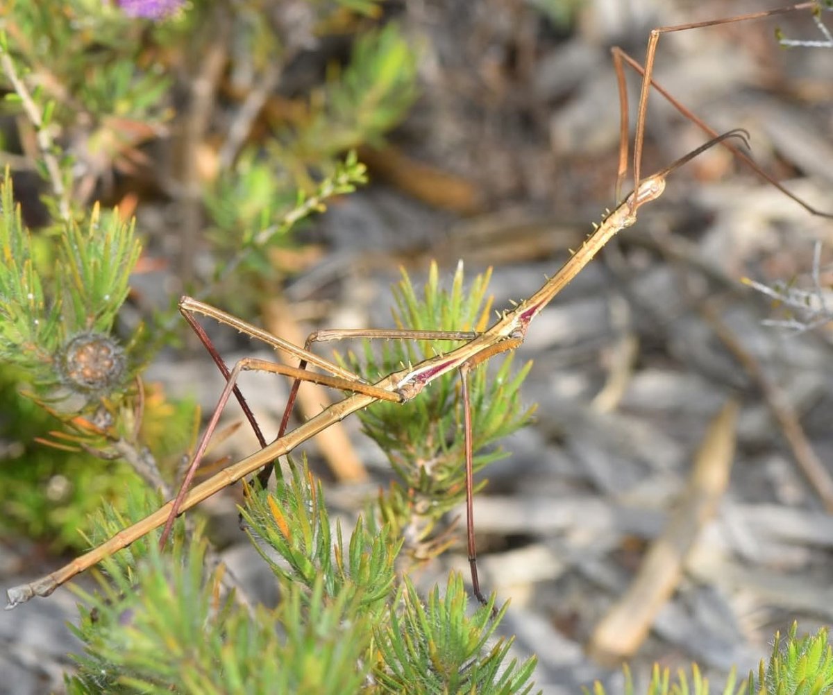 Grounded 2 the Stick Bug