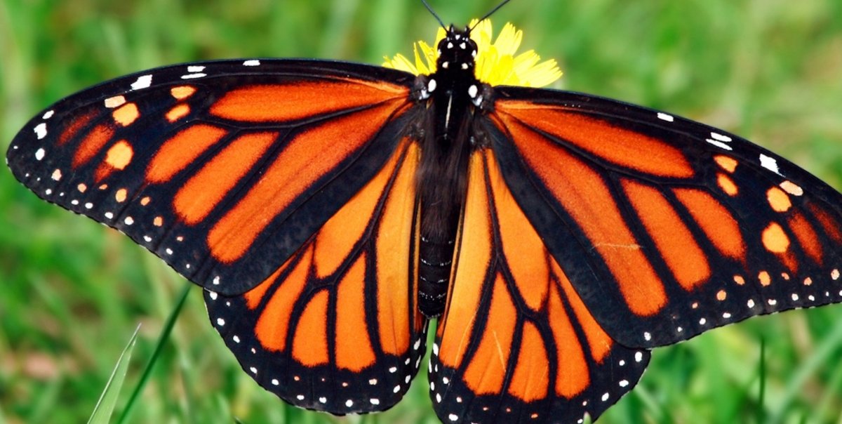 Grounded 2 the Monarch Butterfly