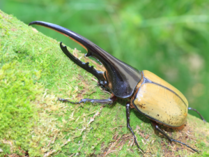 Hercules-Beetle-300x225.png