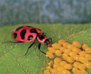pink-spotted-lady-beetle.jpg