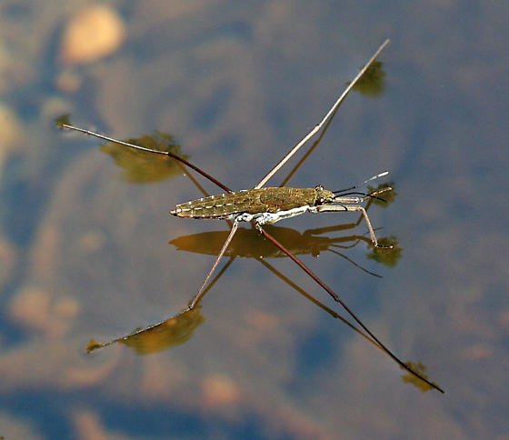 water-strider-aquarius-remignis-mike-boone.jpg