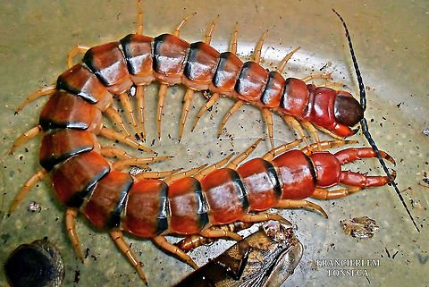 Centipedes