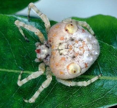 2 Insect Suggestions