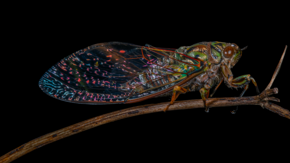 Mod suggestion. Cicada