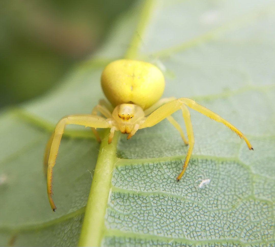 Spider Variety